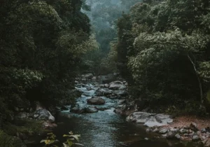 Descubra o que existe no topo das árvores da Amazônia